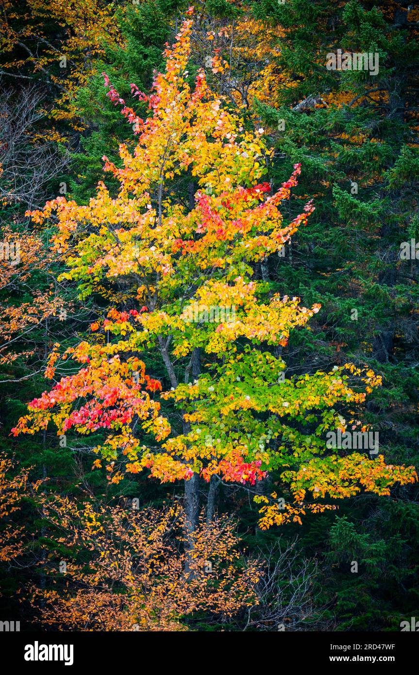 Canada maple forest hi-res stock photography and images - Alamy