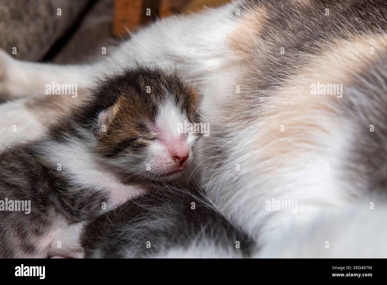 Colorful kitten few days old Stock Photo