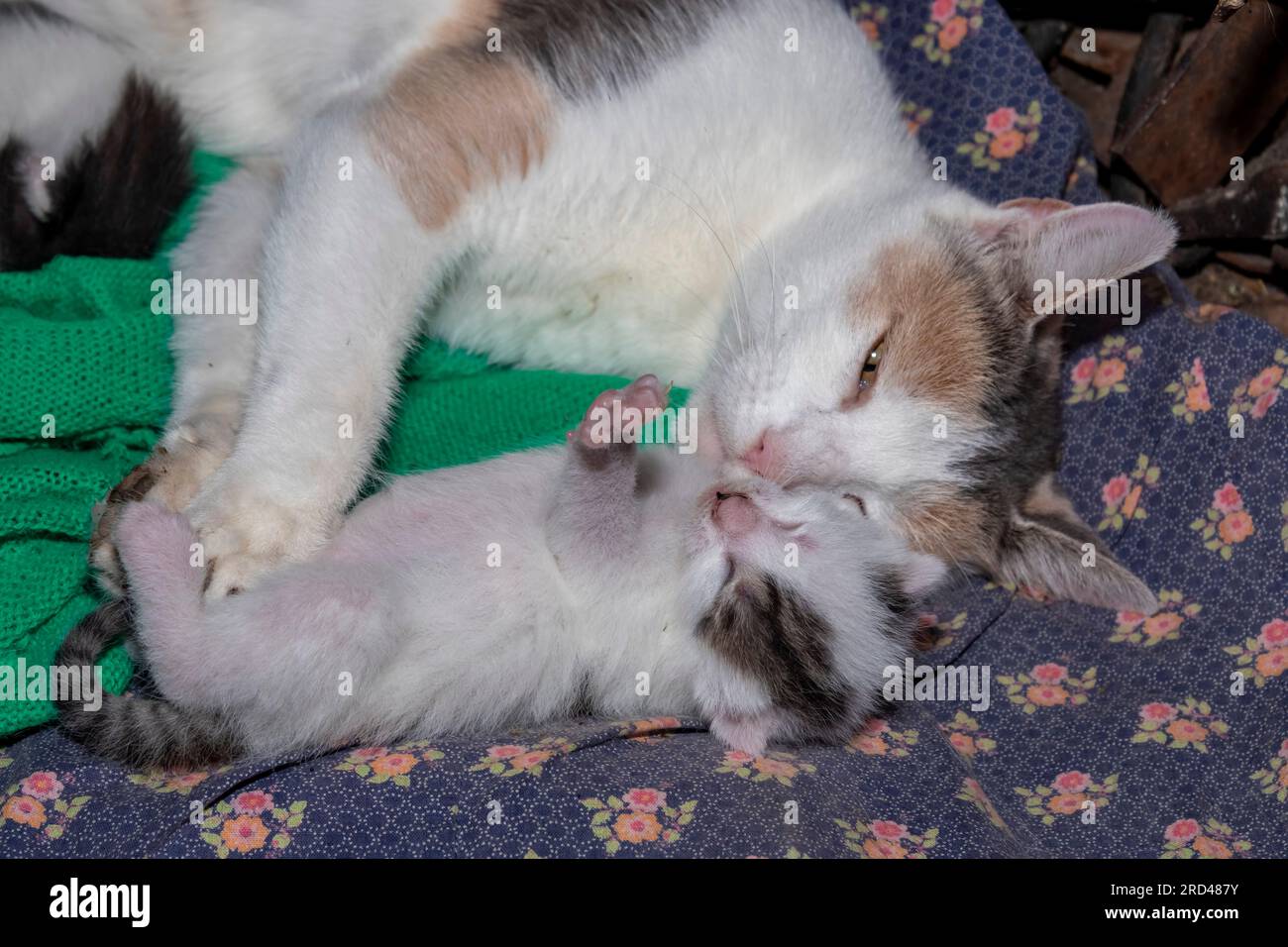 Mom cat and her baby Stock Photo Alamy