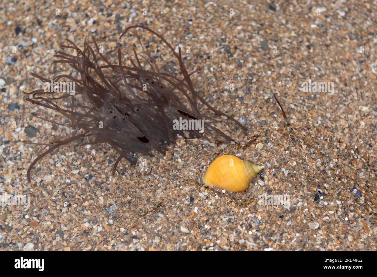 Yellow dog whelk on the shore with Dumontia contorta seaweed underwater on the left Stock Photo