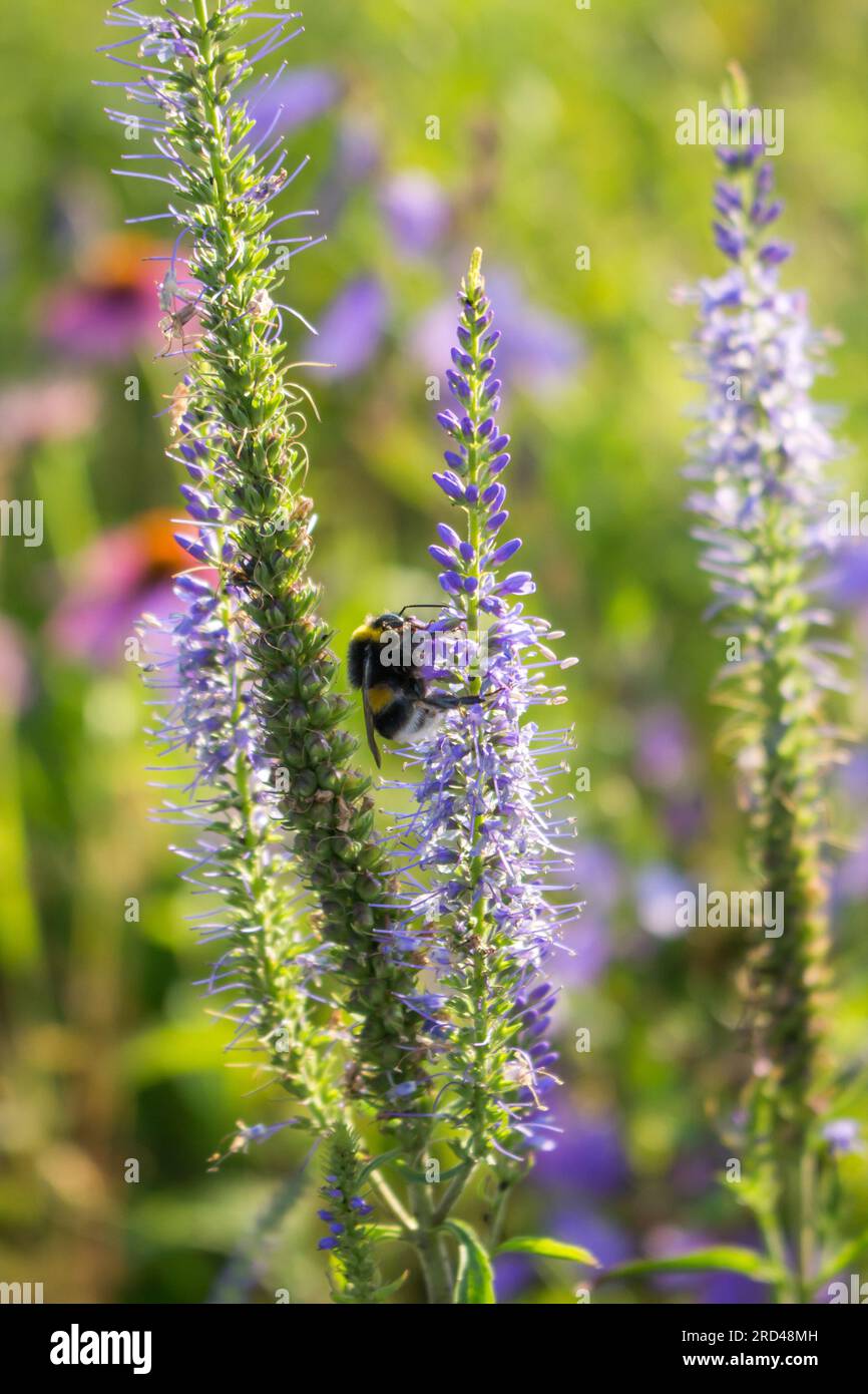 Lilac Veronica spicata, bumblebee pollinating flowers, close up. Summer sunny day. Stock Photo