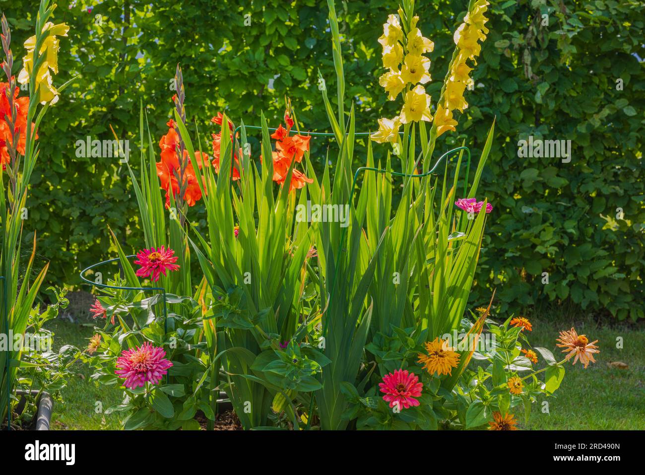 Gorgeous garden view with red, yellow gladiolus and colorful  zinnia flowers. Stock Photo