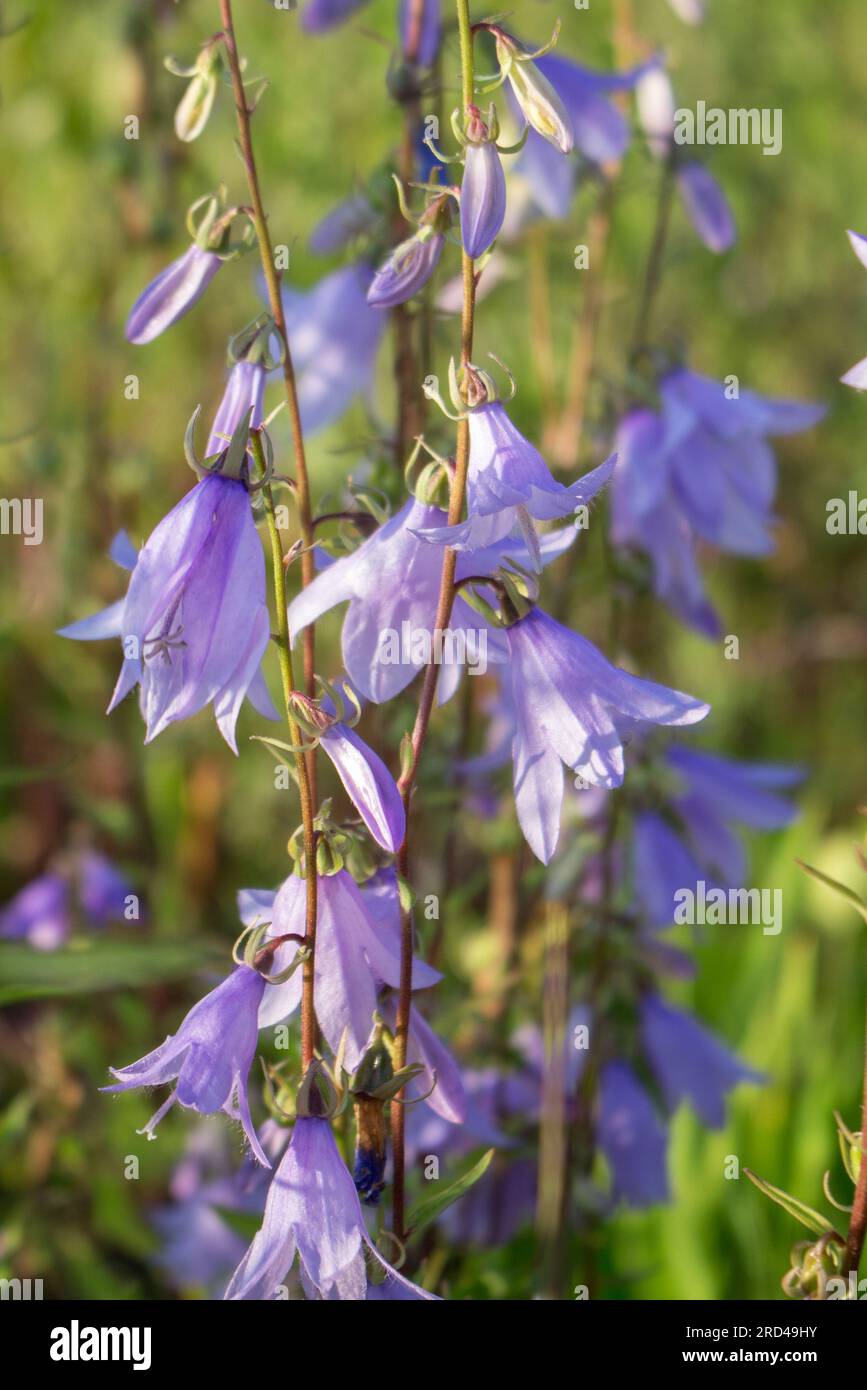 Campanula blue bell flower in garden. Blooming meadow with bluebells. Stock Photo