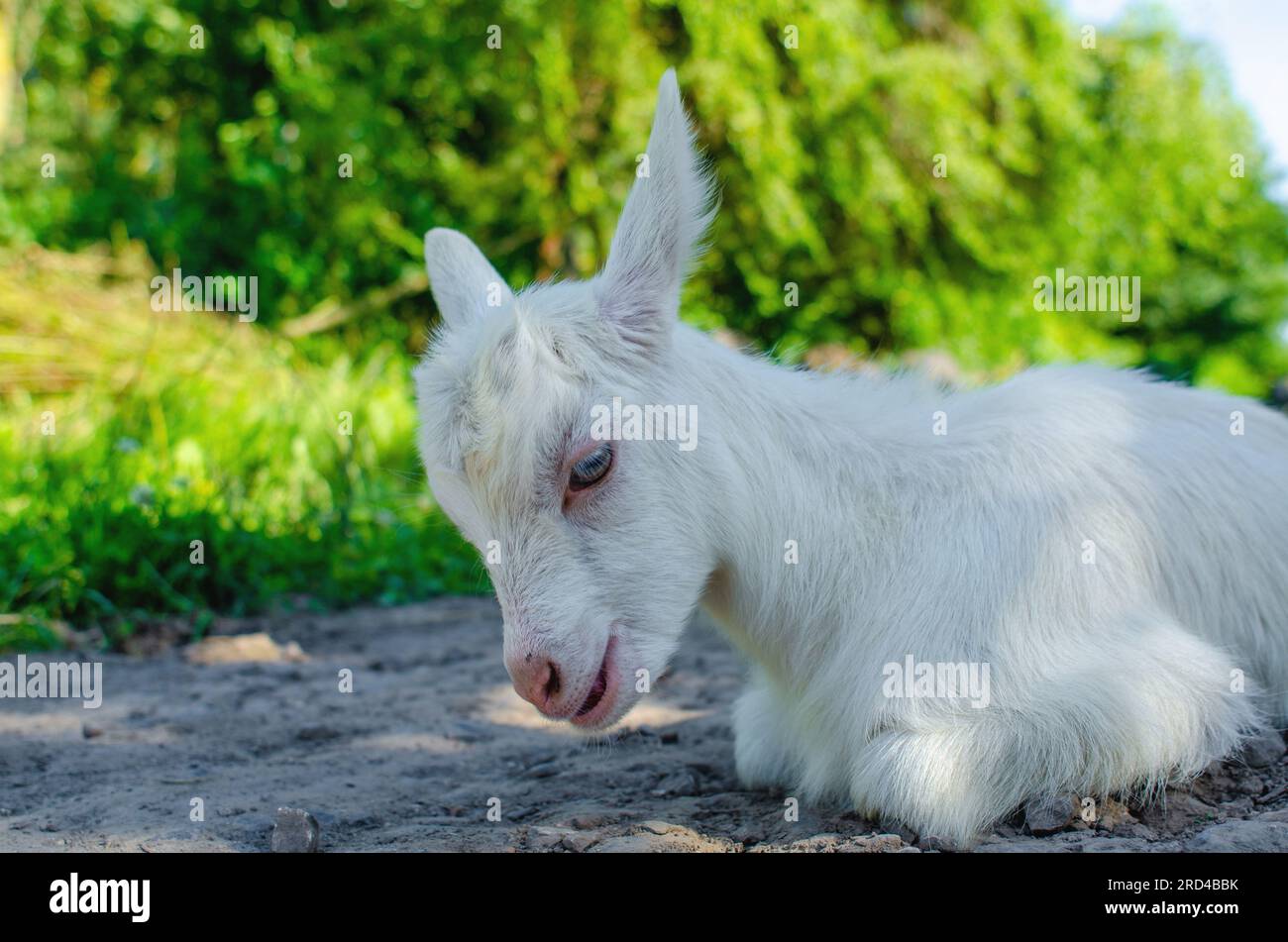 baby goat was walking along the street, lying down and resting on road