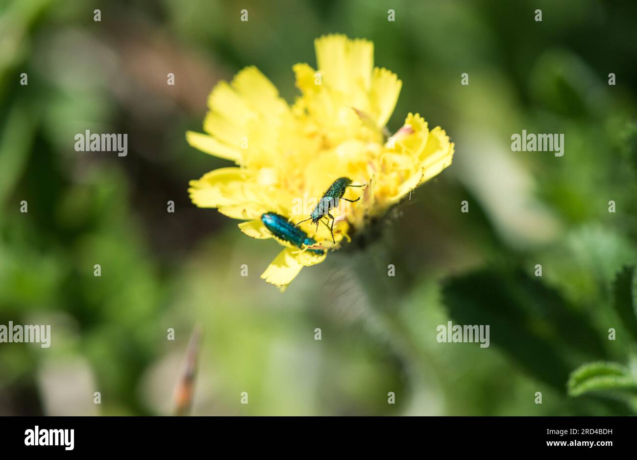 Beetles (Psilothrix viridicoerulea) feeding on a Hawkweed flower at Eastbourne, East Sussex Stock Photo