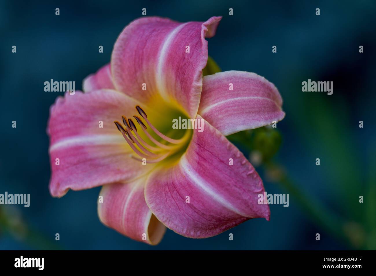Lush,colorful vivid purple pink day lily flower close up Stock Photo