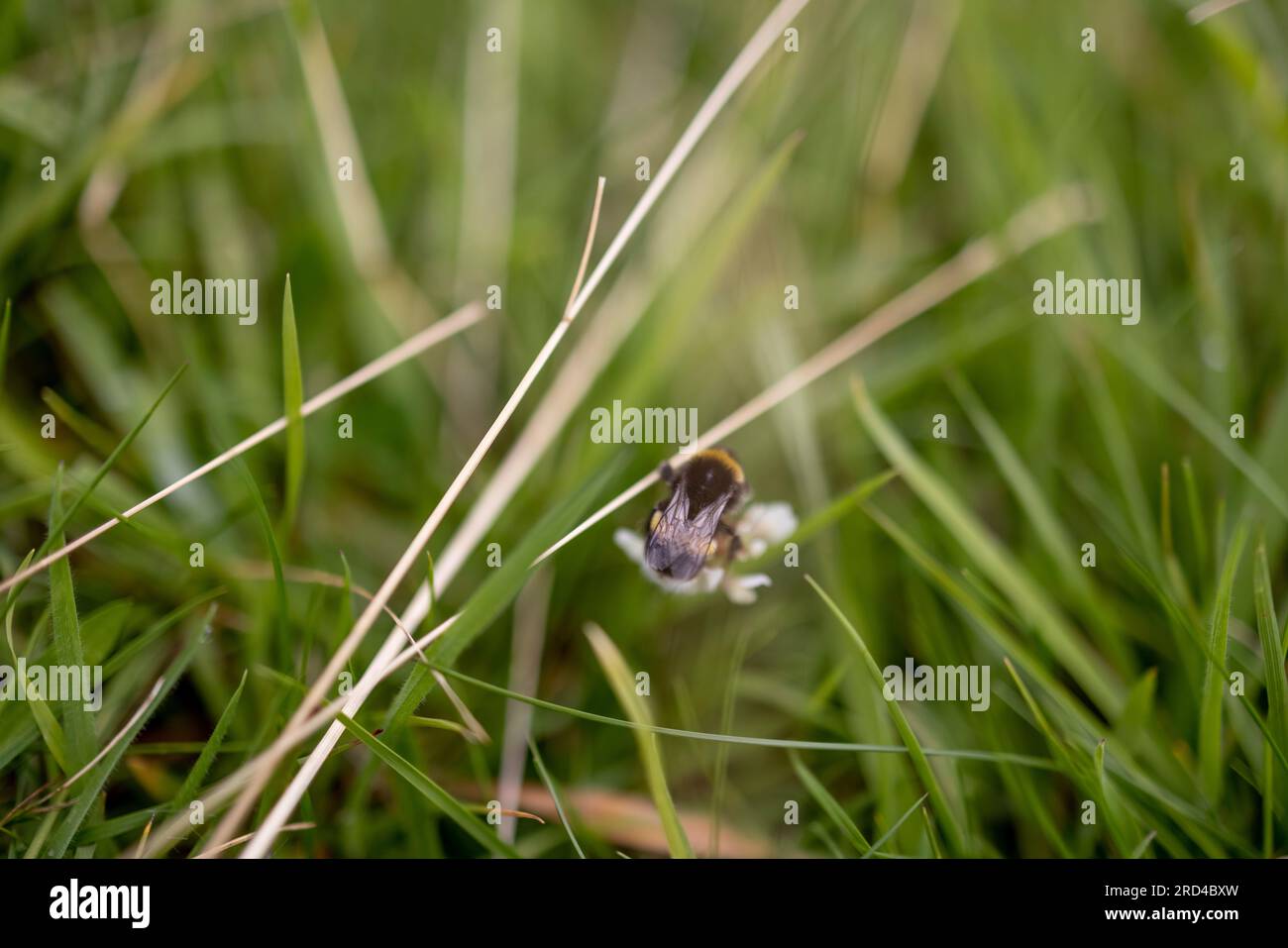Cumbria, UK. 17th July, 2023. A bumble bee is seen pollinating in the middle of a grass field at Lake district National Park. (Photo by Hesther Ng/SOPA Images/Sipa USA) Credit: Sipa USA/Alamy Live News Stock Photo
