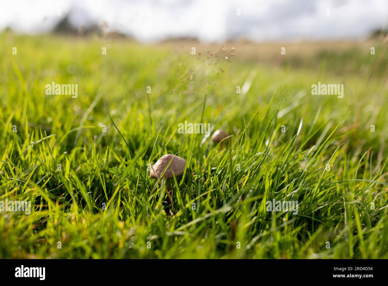 Cumbria, UK. 16th July, 2023. Wild mushrooms are seen in the grass field at Lake district National Park. (Credit Image: © Hesther Ng/SOPA Images via ZUMA Press Wire) EDITORIAL USAGE ONLY! Not for Commercial USAGE! Stock Photo