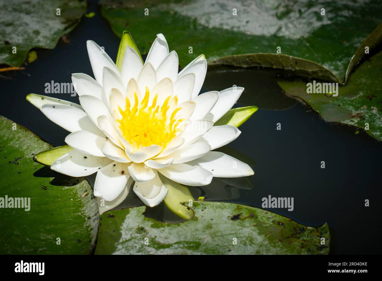 American white water-lily along the shore of the St. Lawrence River. Stock Photo