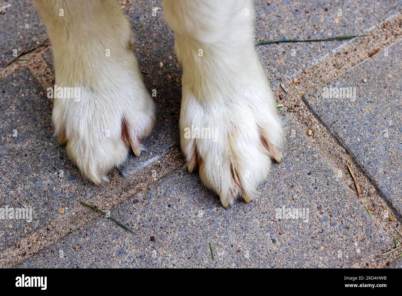 White dog paws on paving slabs close up Stock Photo Alamy