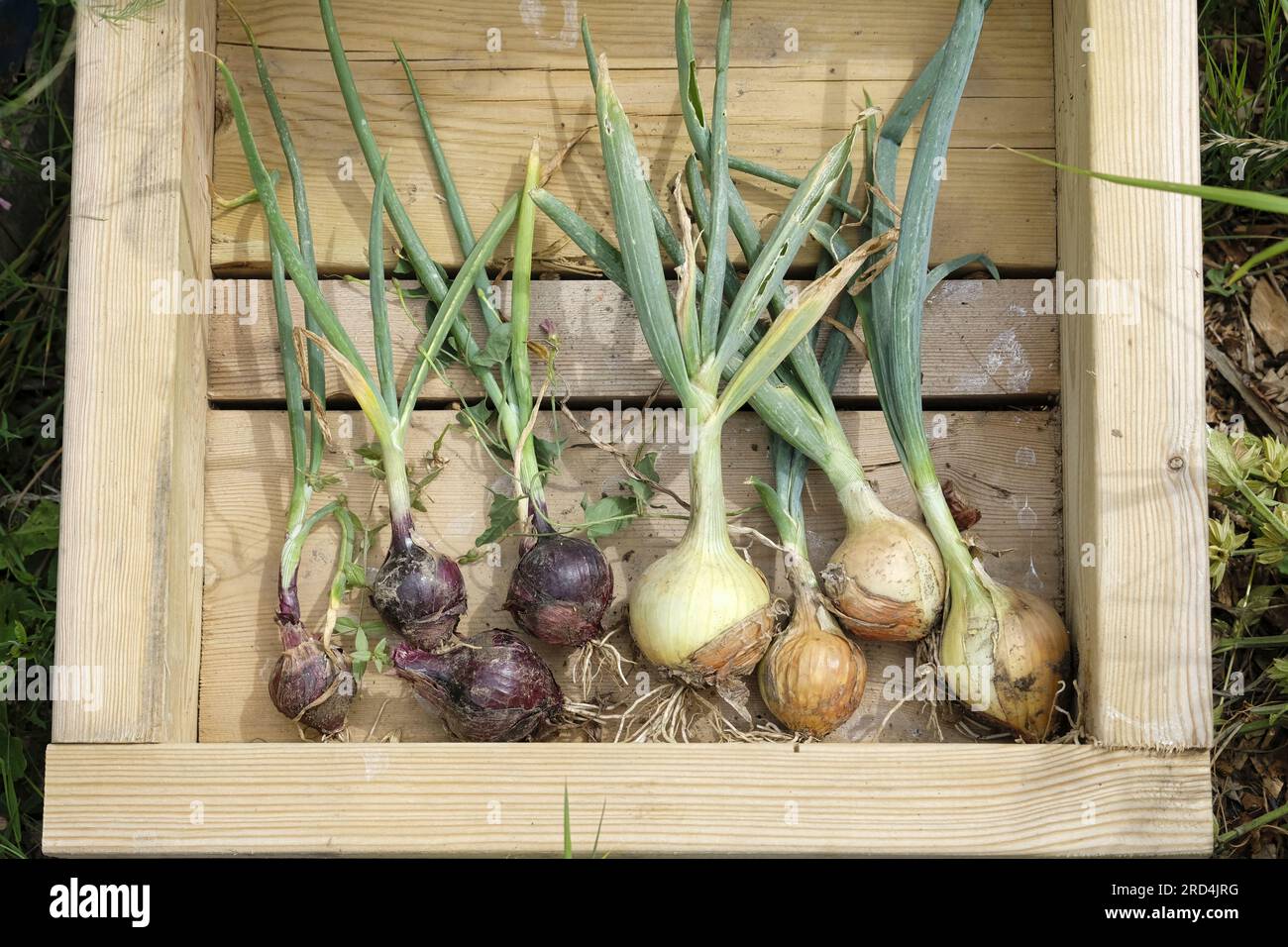 Freshly harvested Red and Brown Onions drying in wooden box in the sun Stock Photo