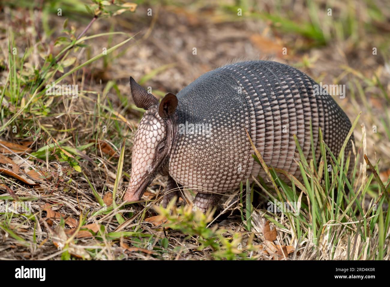 Armadillo looks for food in the grass, in Merritt Island Florida Stock Photo