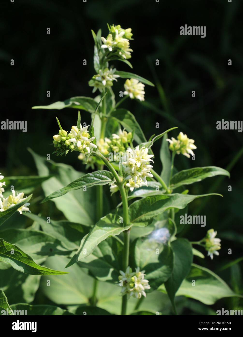 In spring, Vincetoxicum hirundinaria blooms in the wild in the forest Stock Photo