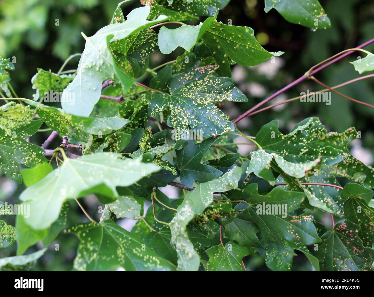 Aceria myriadeum is a species of mites in the family Eriophyidae and genus Aceria on the leaves of the field maple (Acer campestre). It is responsible Stock Photo