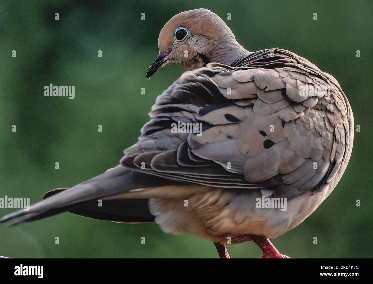 Mourning Dove turns around on the deck Stock Photo