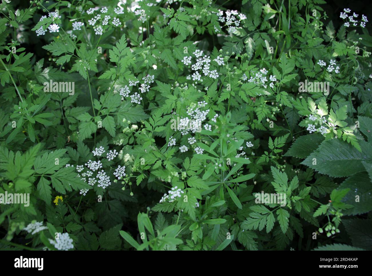 The poisonous plant chaerophyllum temulum grows in the wild Stock Photo