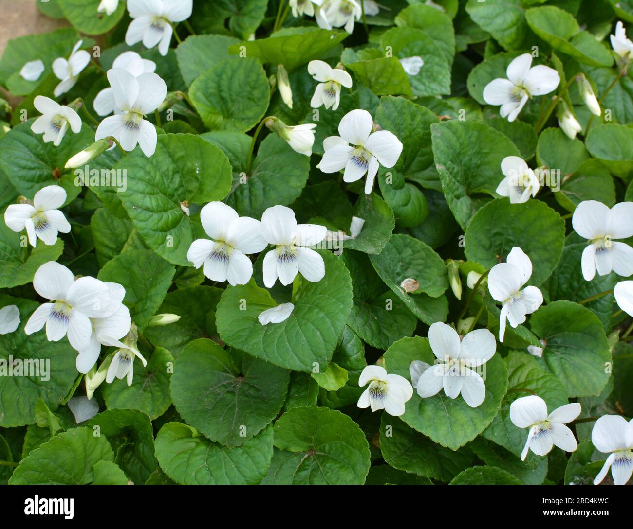 In spring, white violets bloom on the flower bed Stock Photo
