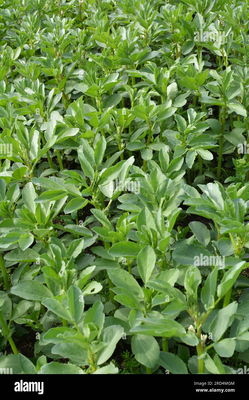 In spring, young Horse bean (Vicia faba) grows on a farm field Stock Photo