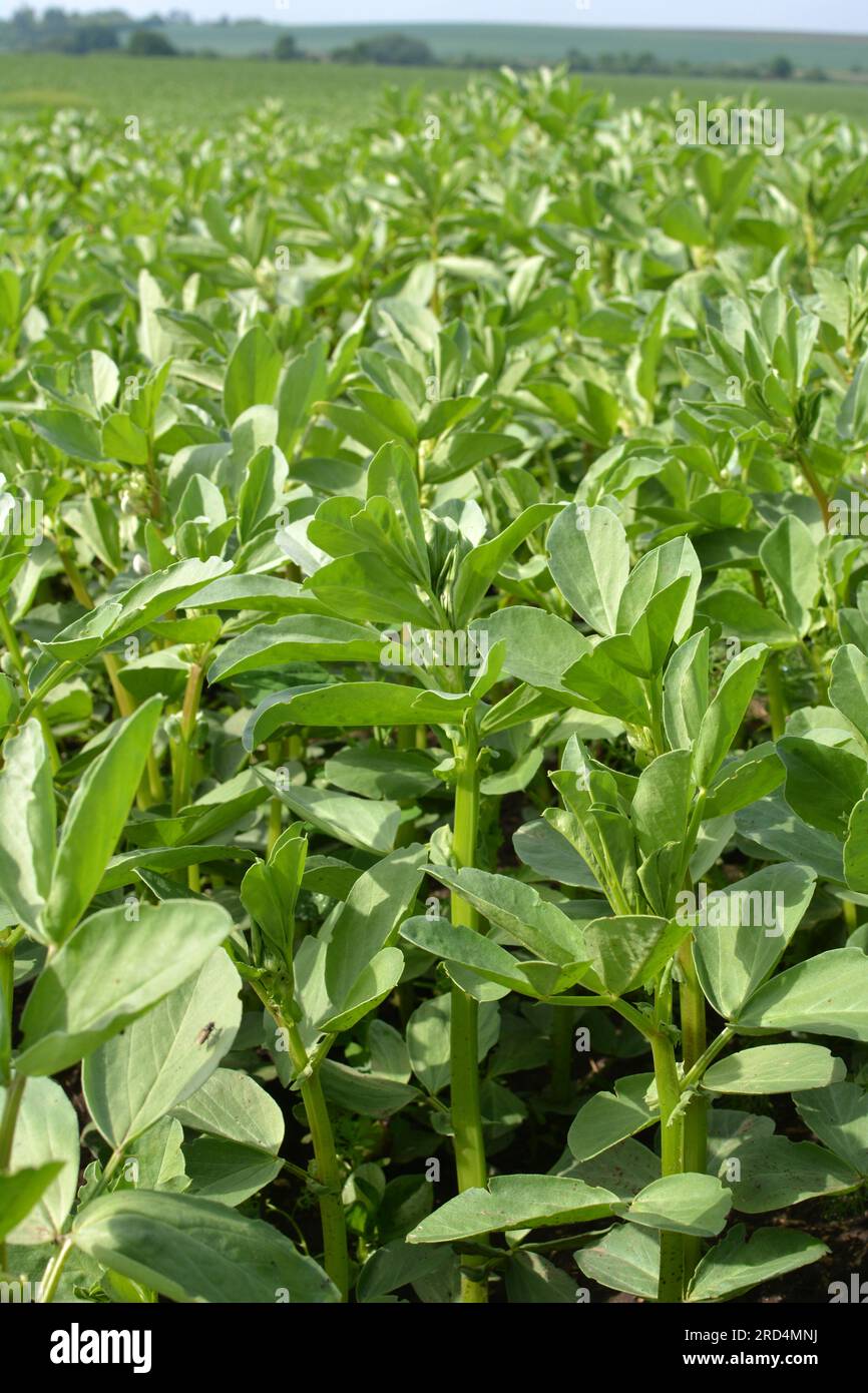 In spring, young Horse bean (Vicia faba) grows on a farm field Stock Photo