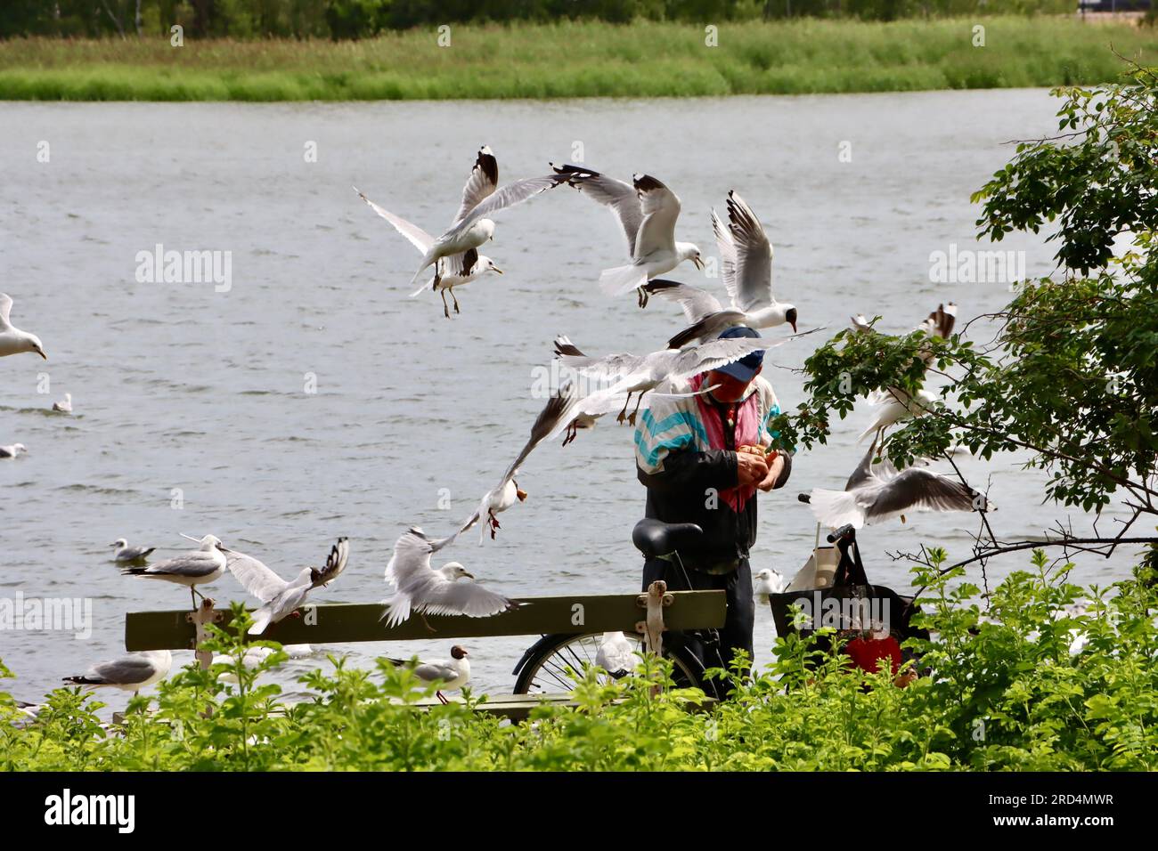 Man with bicycle feeding birds at Töölö Bay July 2023 in Central Helsinki, Finland Stock Photo