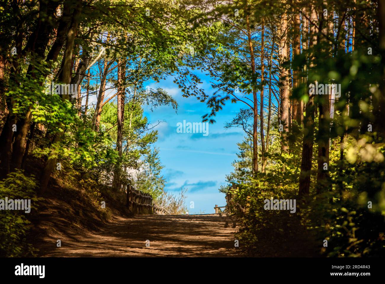 A beautiful pine forest with a blue sky in the middle. Nature by the ...
