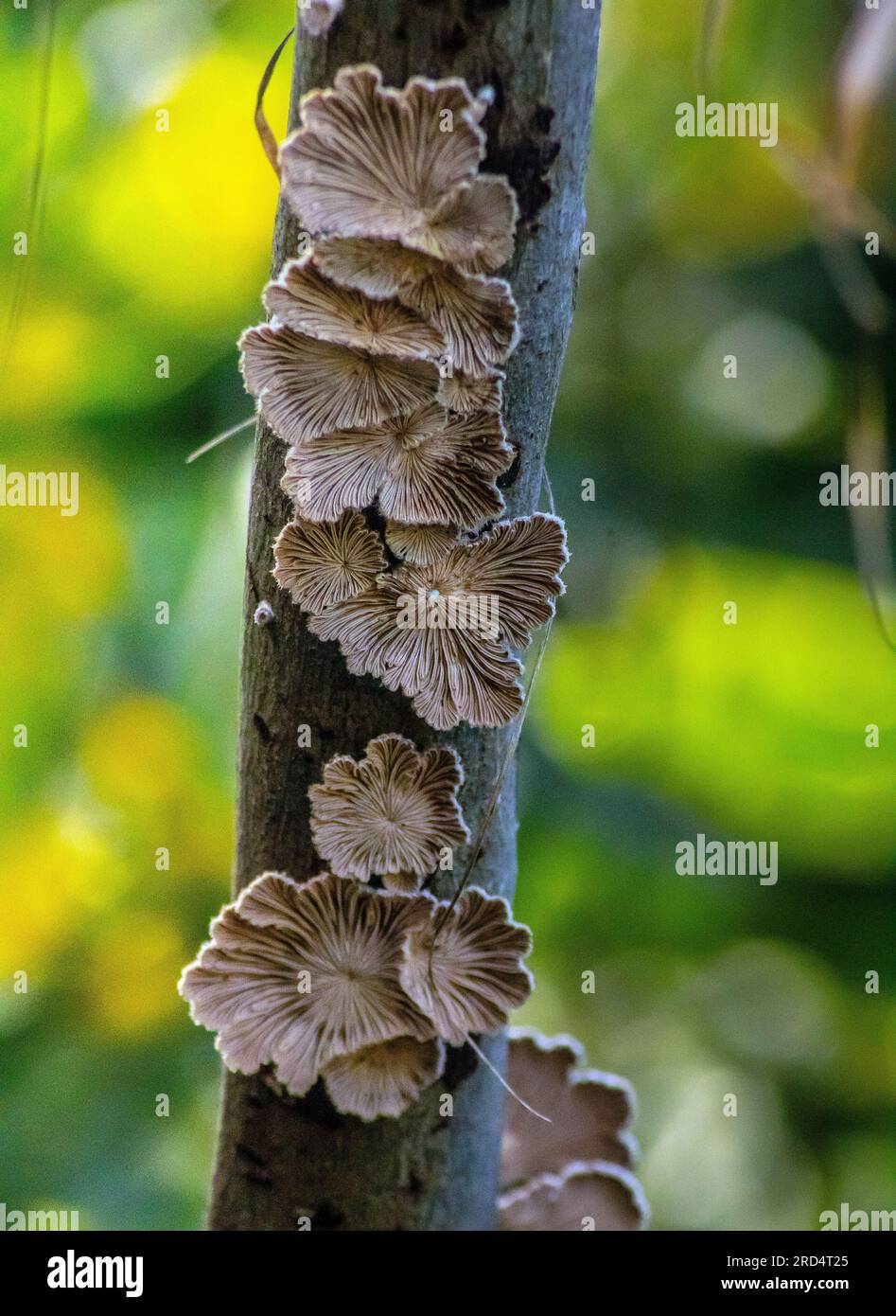 Splitgill Mushroom: Characteristics, Habitat, and Uses Stock Photo