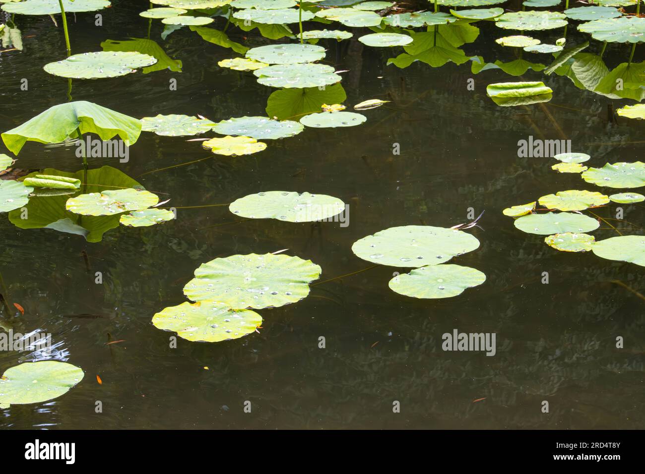 Water lilly leaves in the pond at Baile Felix, Romania Stock Photo