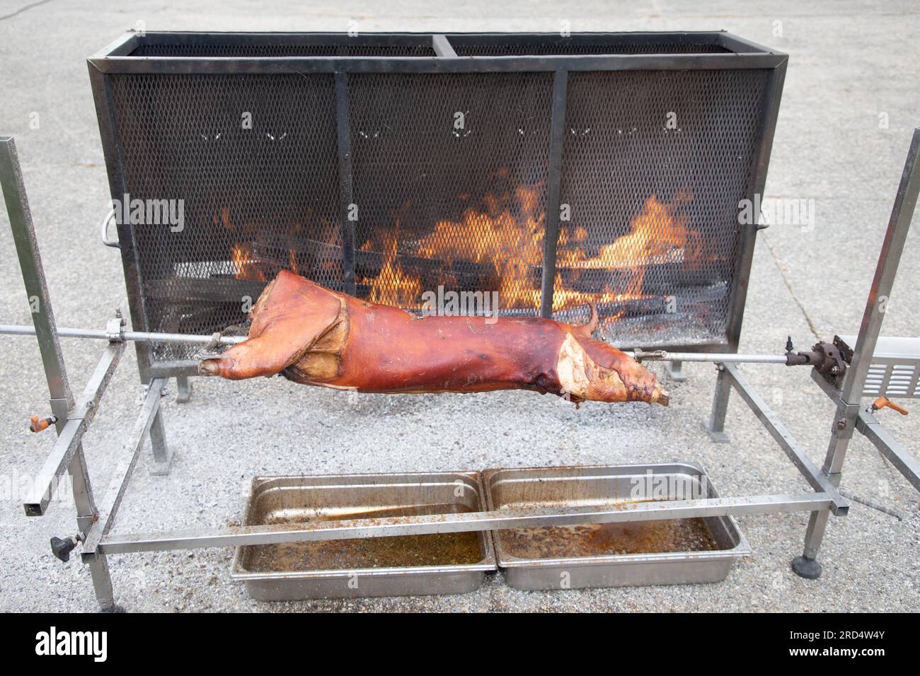 suckling pig roasted on spit cooking piglet in firewood grill Stock Photo
