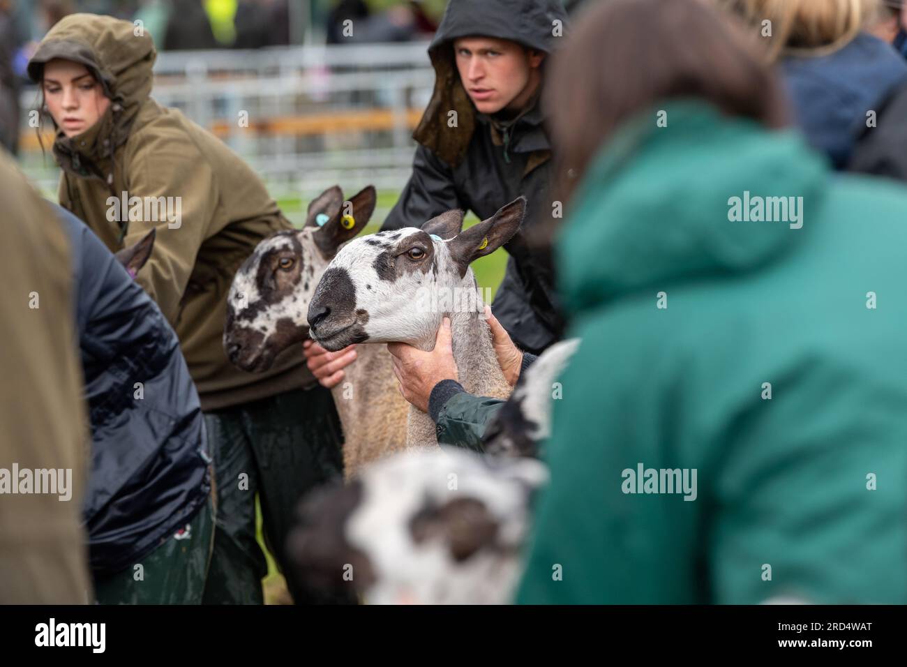 Farmers showing sheep at a very wet Penrith Show, Cumbria, 2023 Stock Photo