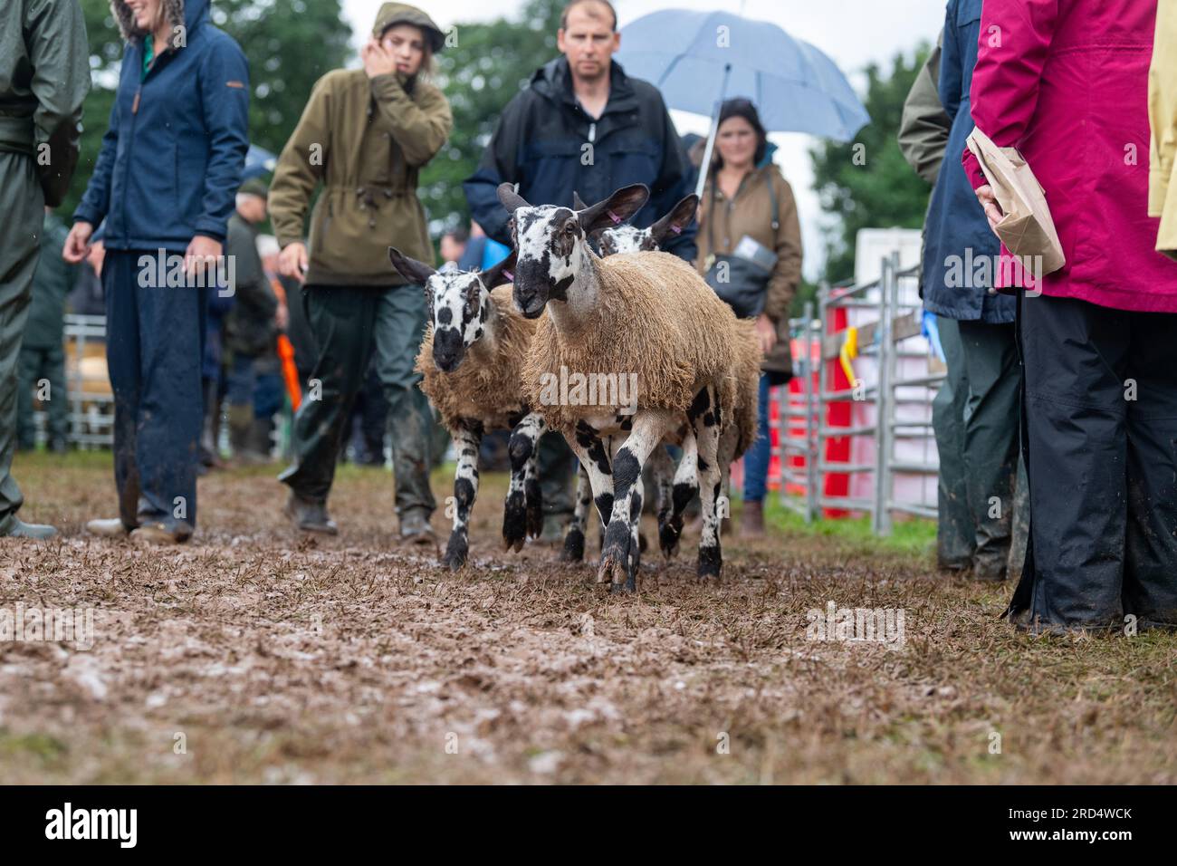 Farmers showing sheep at a very wet Penrith Show, Cumbria, 2023 Stock Photo