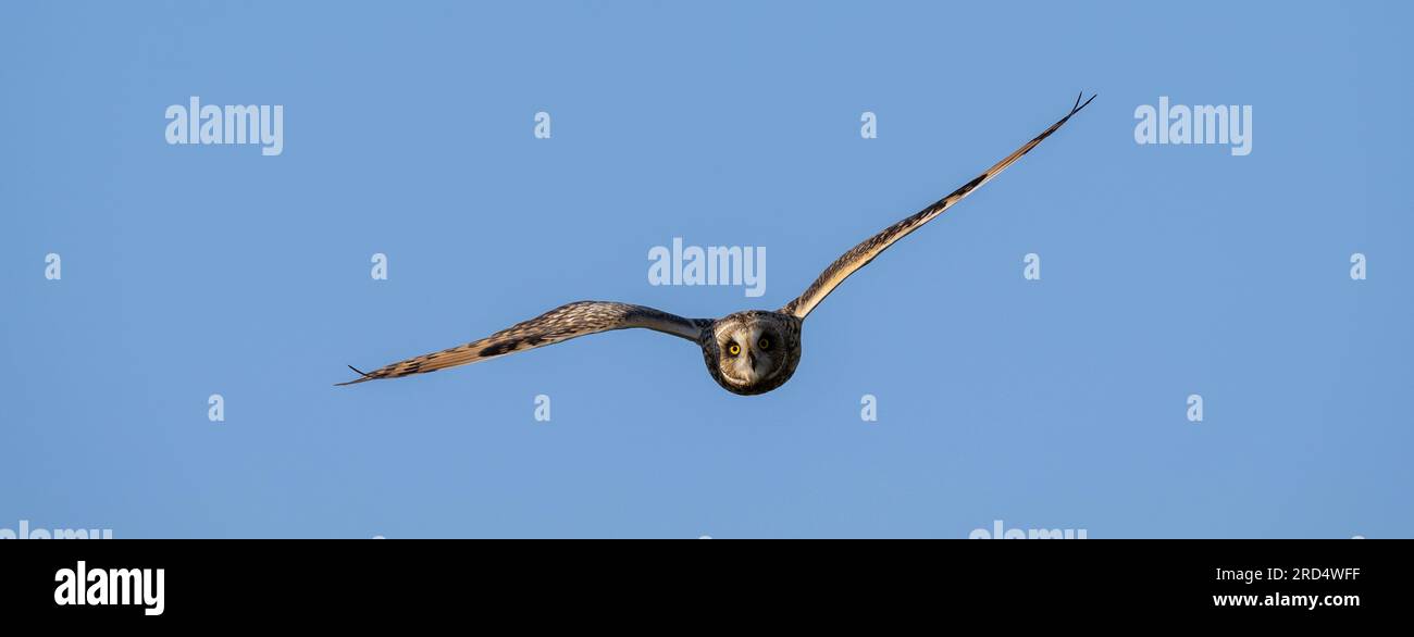 Short Eared Owl (Asio flammeus) hunting on managed moorland in the Yorkshire Dales on a summers