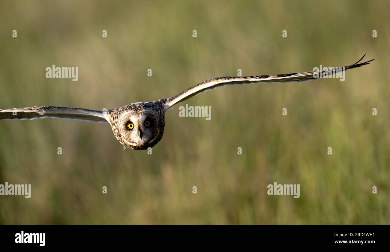 Short Eared Owl (Asio flammeus) hunting on managed moorland in the Yorkshire Dales on a summers