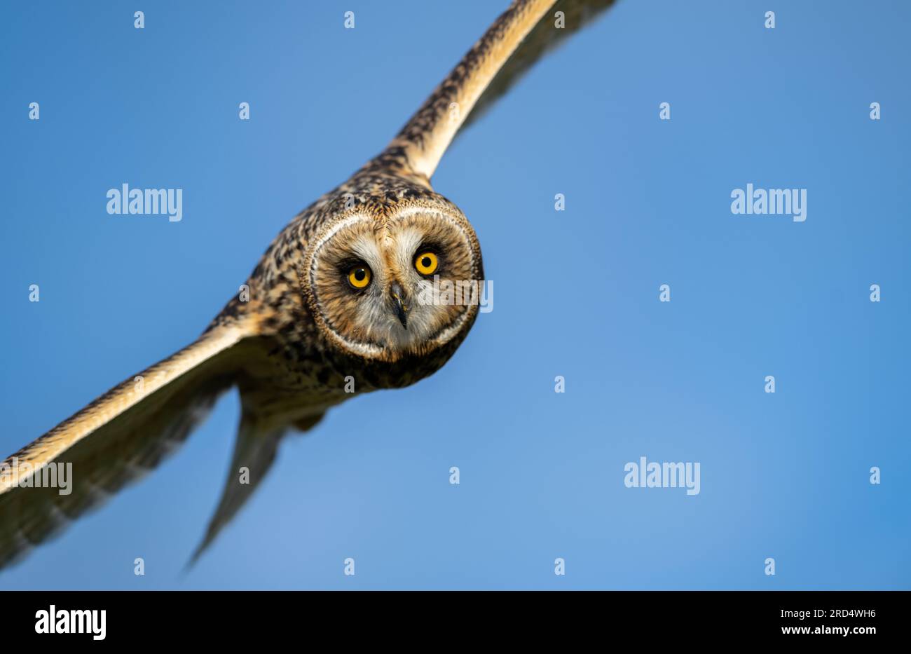 Short Eared Owl (Asio flammeus) hunting on managed moorland in the Yorkshire Dales on a summers