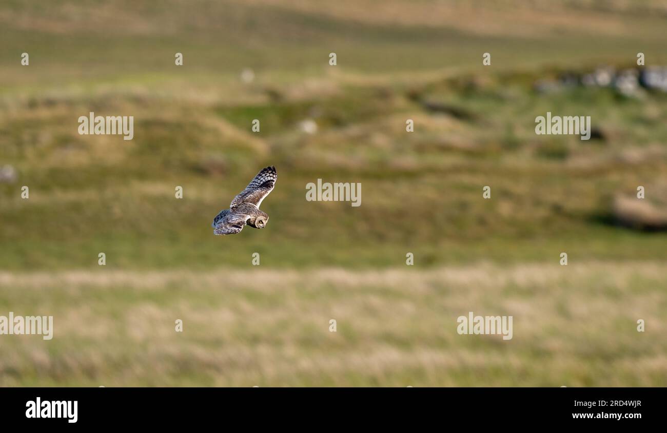 Short Eared Owl (Asio flammeus) hunting on managed moorland in the Yorkshire Dales on a summers