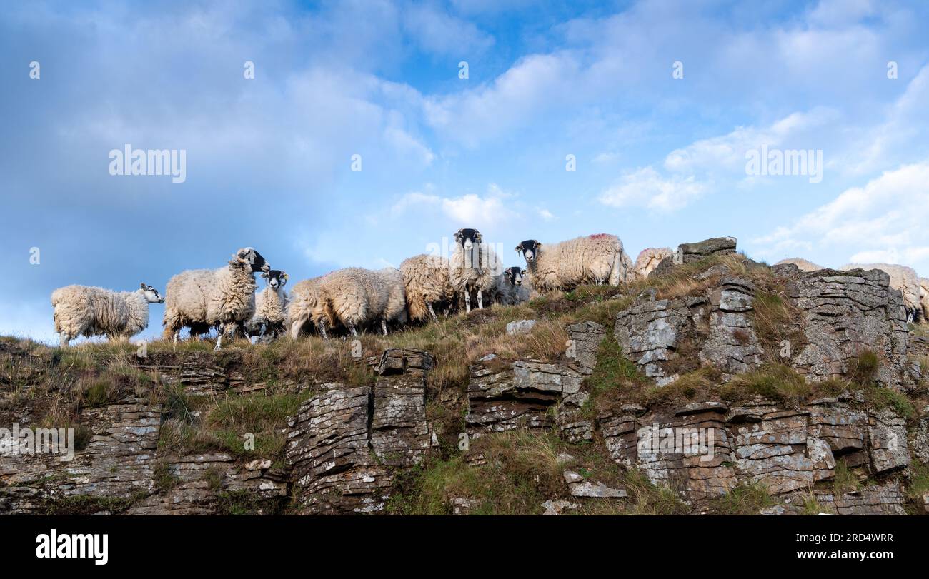 Swaledale sheep grazing on rocky moorland in the Yorkshire Dales National Park. Stock Photo