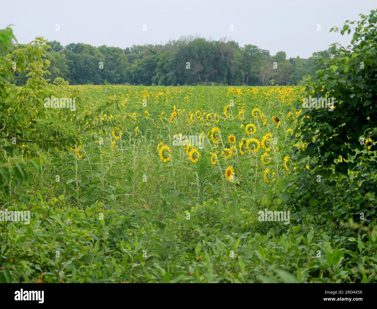 The douglas oil field hi-res stock photography and images - Alamy