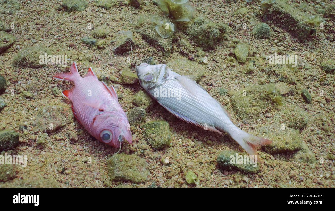 Lost fishing line and fishhooks with two dead tropical fish lying underwater on sandy bottom. Problem of ghost gear, any fishing gear that has been Stock Photo