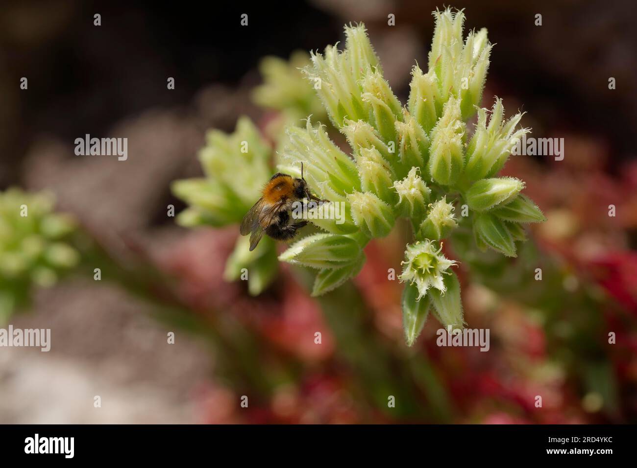 Field bumblebee (Bombus pascuorum) on common fringed houseleek (Sempervivum globiferum), Schwaebisch Hall, Baden-Wuerttemberg, Heilbronn-Franconia Stock Photo