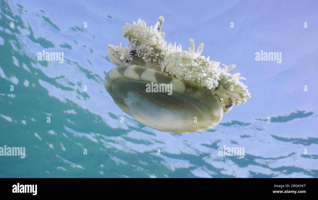 Close-up of Upside Down Jellyfish (Cassiopea andromeda) swimming dowm under surface of water reflected in it on bright sunny day on blue sky Stock Photo