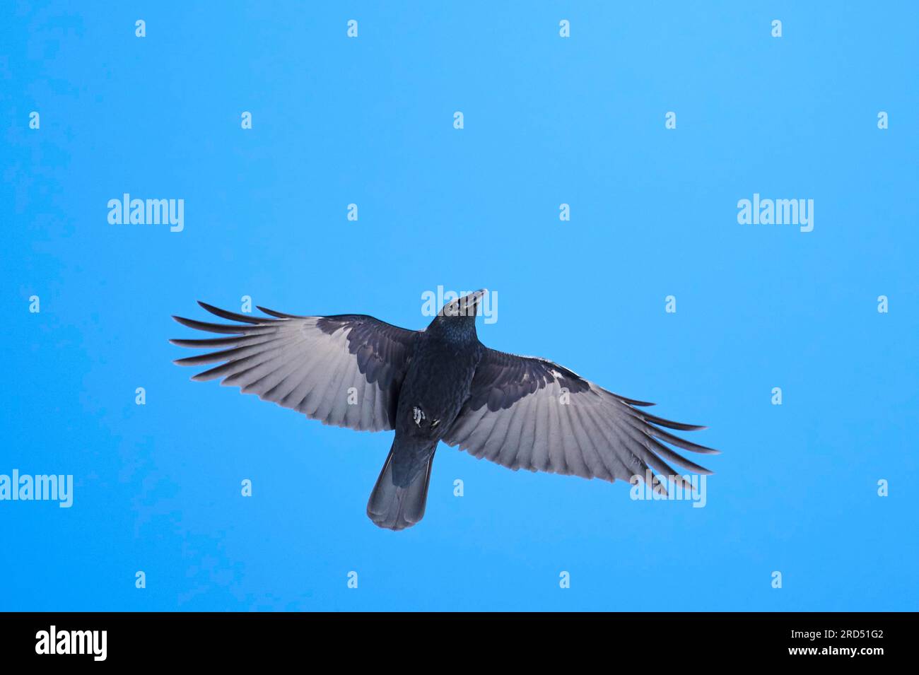 Carrion crow (Corvus corone) flying behind blue sky, Kitzbuehel, Tirol