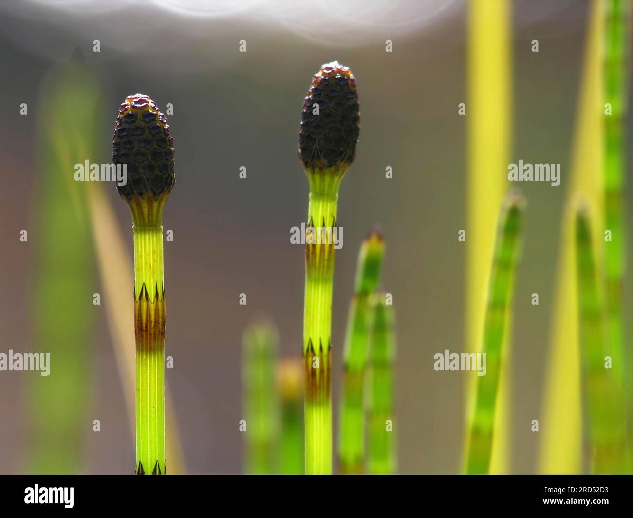 Field field horsetail (Equisetum arvense), horseweed, field cinquefoil, cat's-tail, shank hay, panhandle, scouring weed Stock Photo
