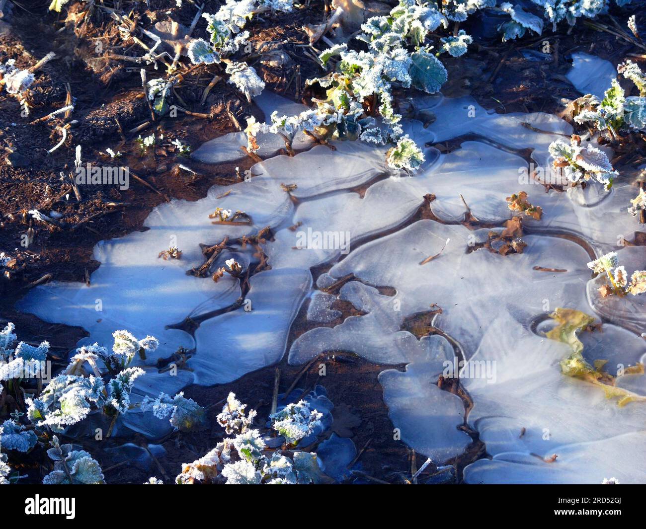 Ice on a field, frozen puddle, ice flowers, ice formations, ice