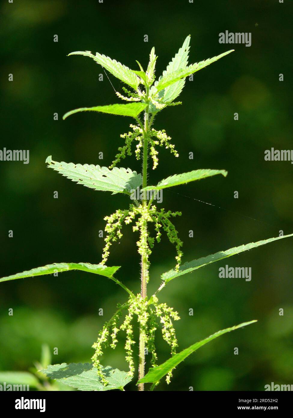Flowering stinging nettle (Urtica dioica), stinging nettle Stock Photo ...