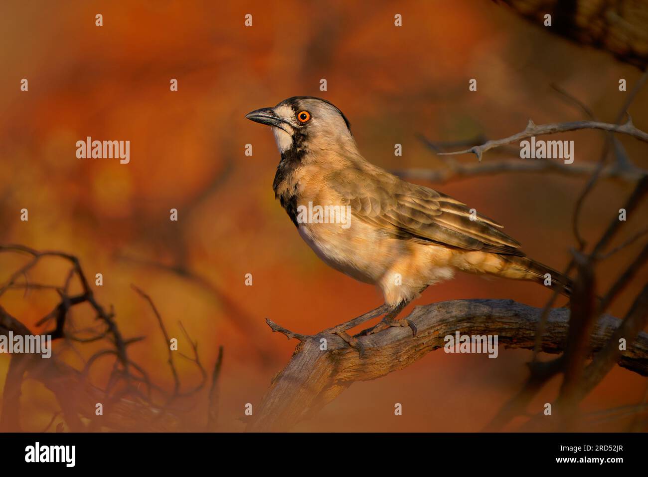 Crested Bellbird - Oreoica gutturalis passerine bird in Oreoicidae, drier parts of Australia in acacia scrublands, eucalypt woodlands, spinifex and sa Stock Photo