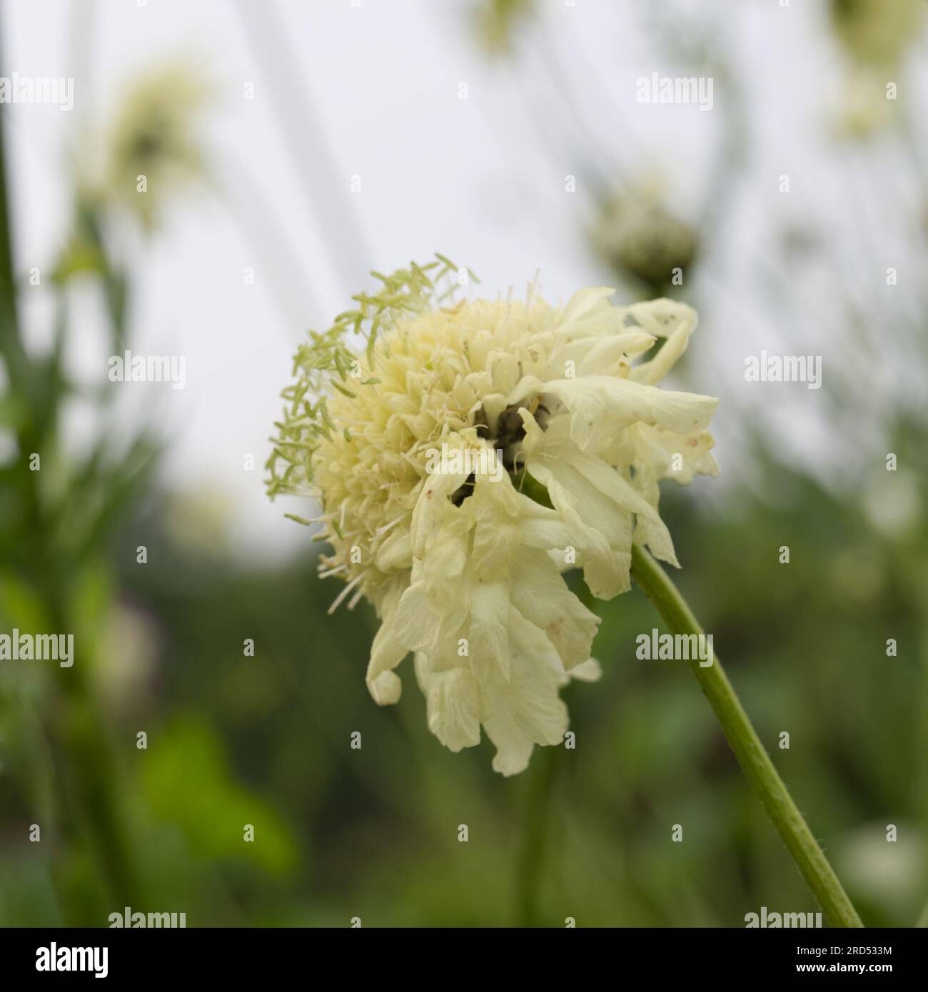 Pale yellow flower of giant scabious Cephalaria gigantea,  in UK garden June Stock Photo