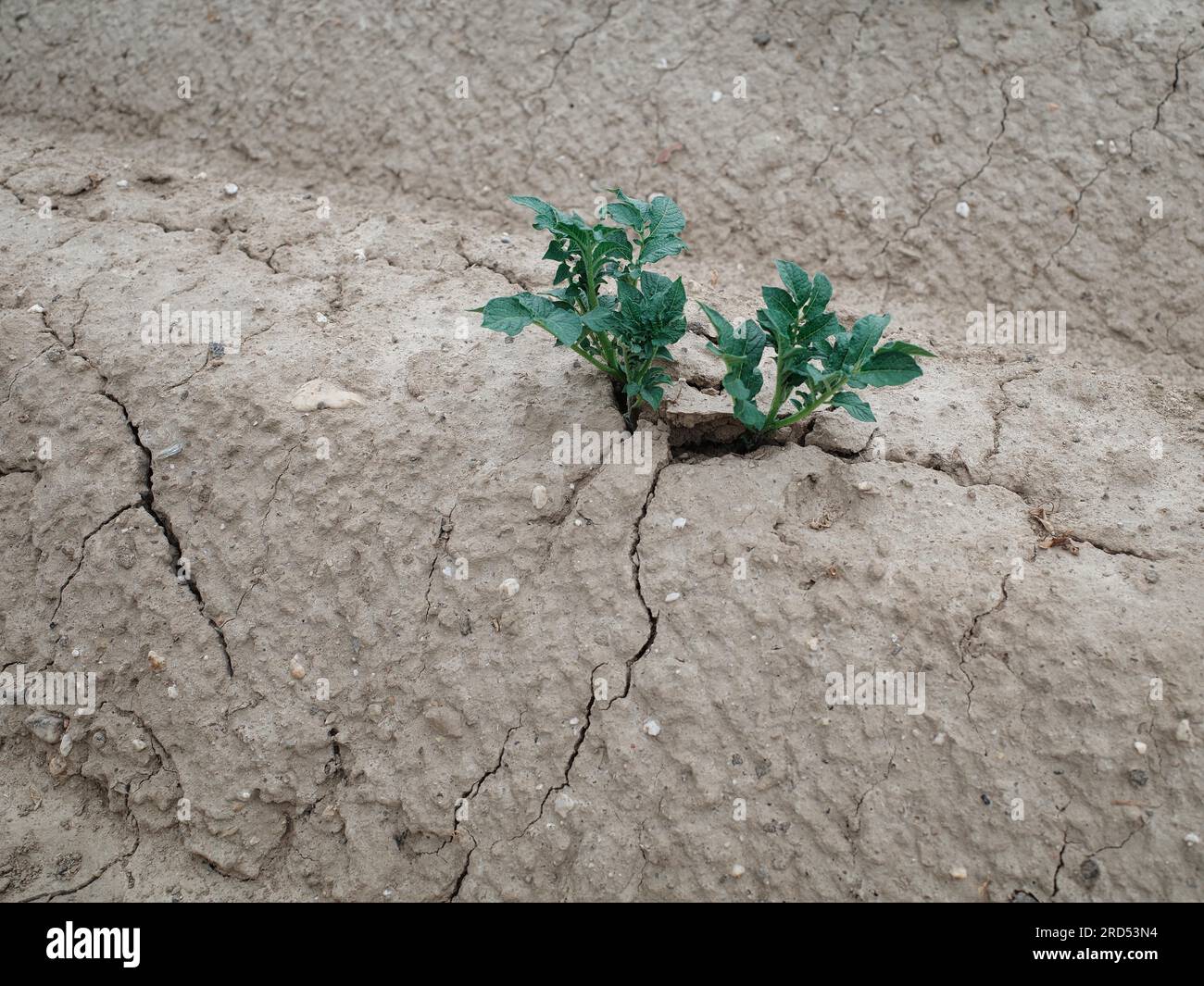 Dry landscape, climate change, heat, drought, summer, North Rhine ...
