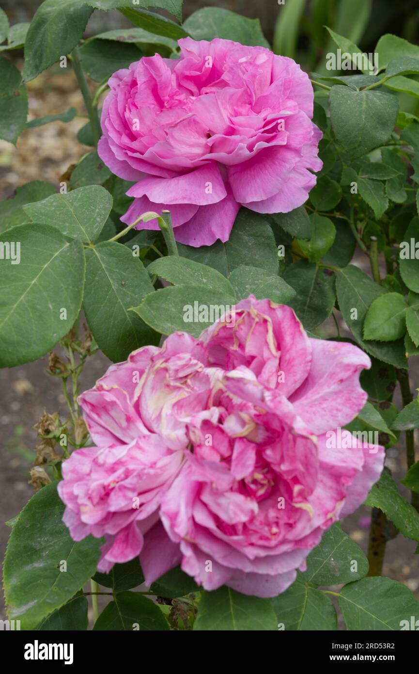 Blousy flower hires stock photography and images Alamy