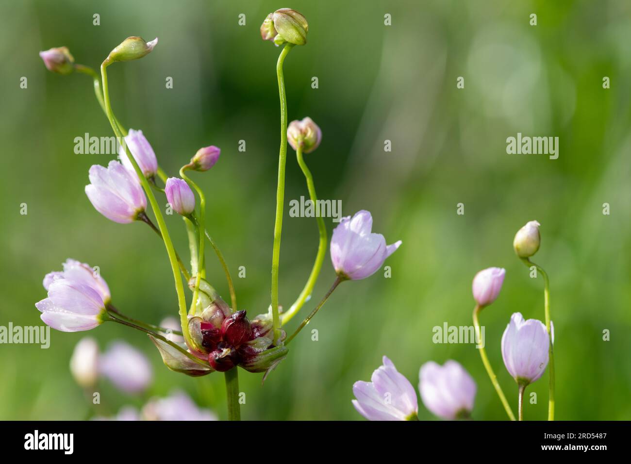Close up of rosy garlic (allium roseum) flowers in bloom Stock Photo
