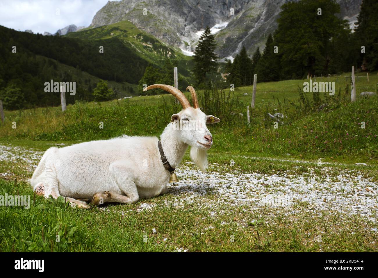 Adult white goat with big horns on a mountain pasture in the Austrian Alps Stock Photo