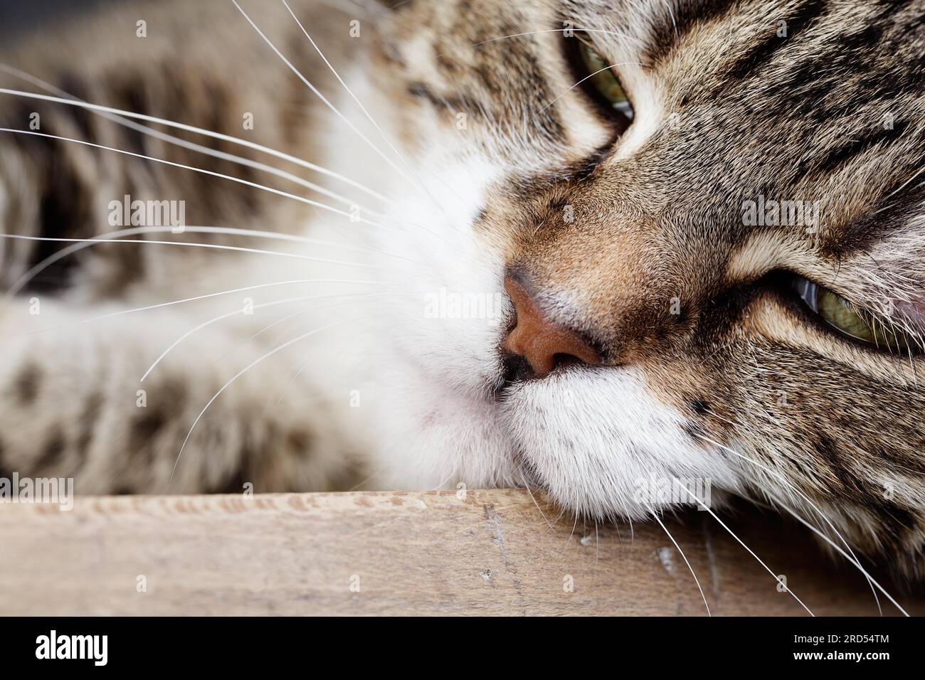 Studio Portrait of a Tricolour Domestic Cat Stock Photo - Alamy